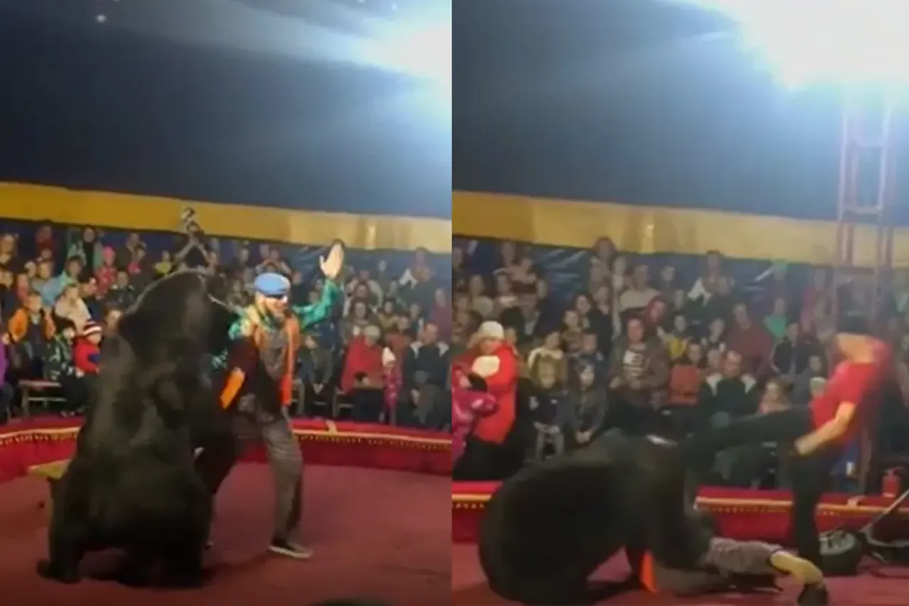 Animal Viral VIdeo