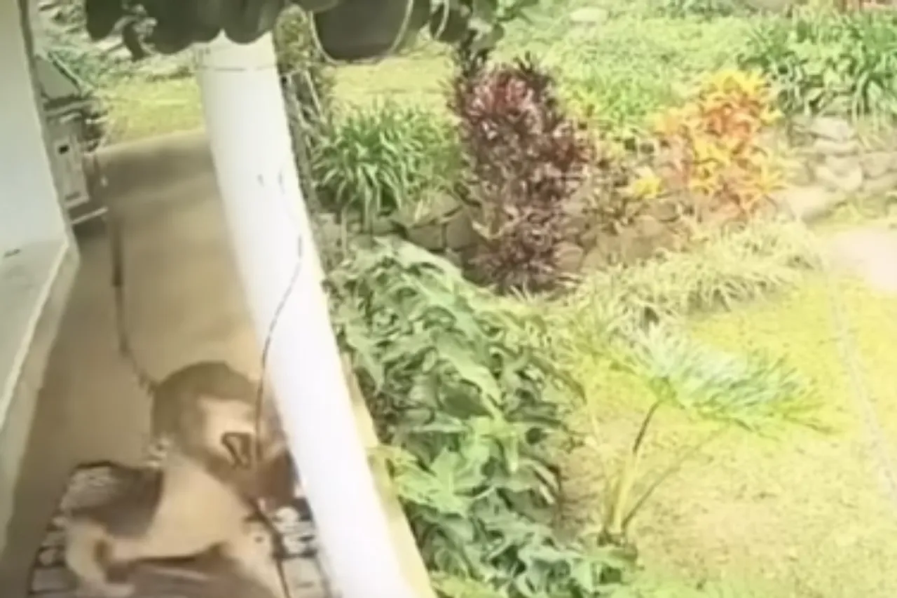 Animal Viral Video