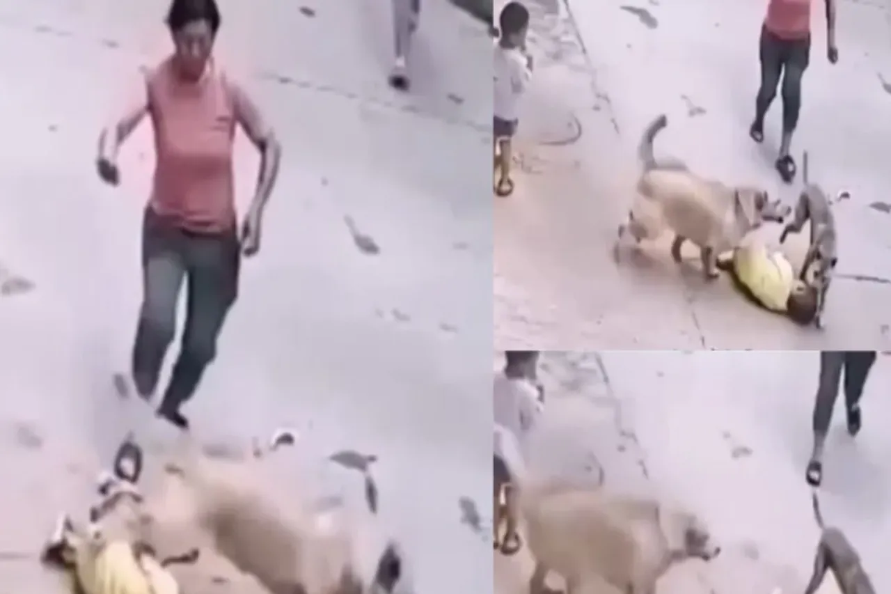Animal Viral Video