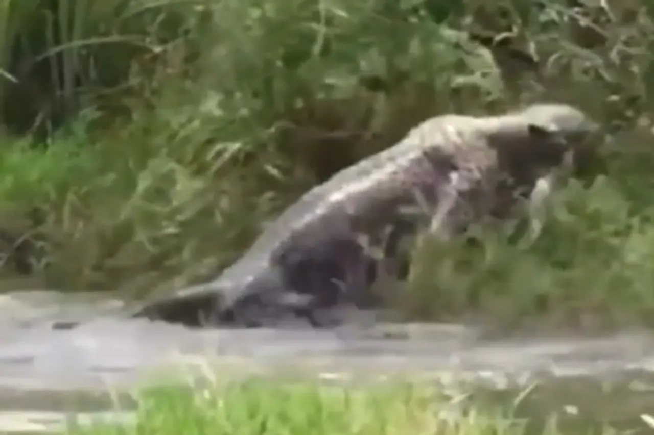 Animal Viral Video