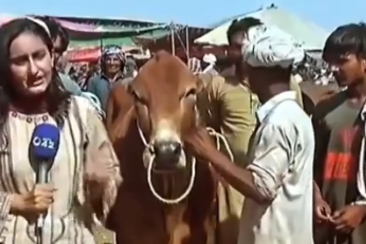 Animal Viral Video