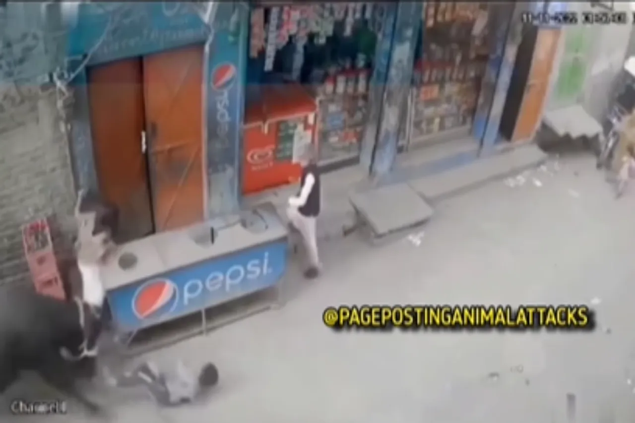 Animal Viral Video