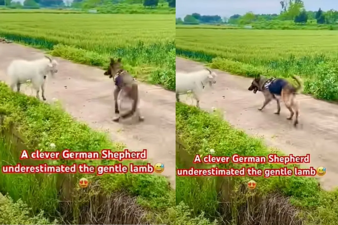 Animal Viral Video