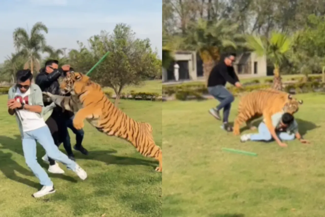 Animal Viral Video