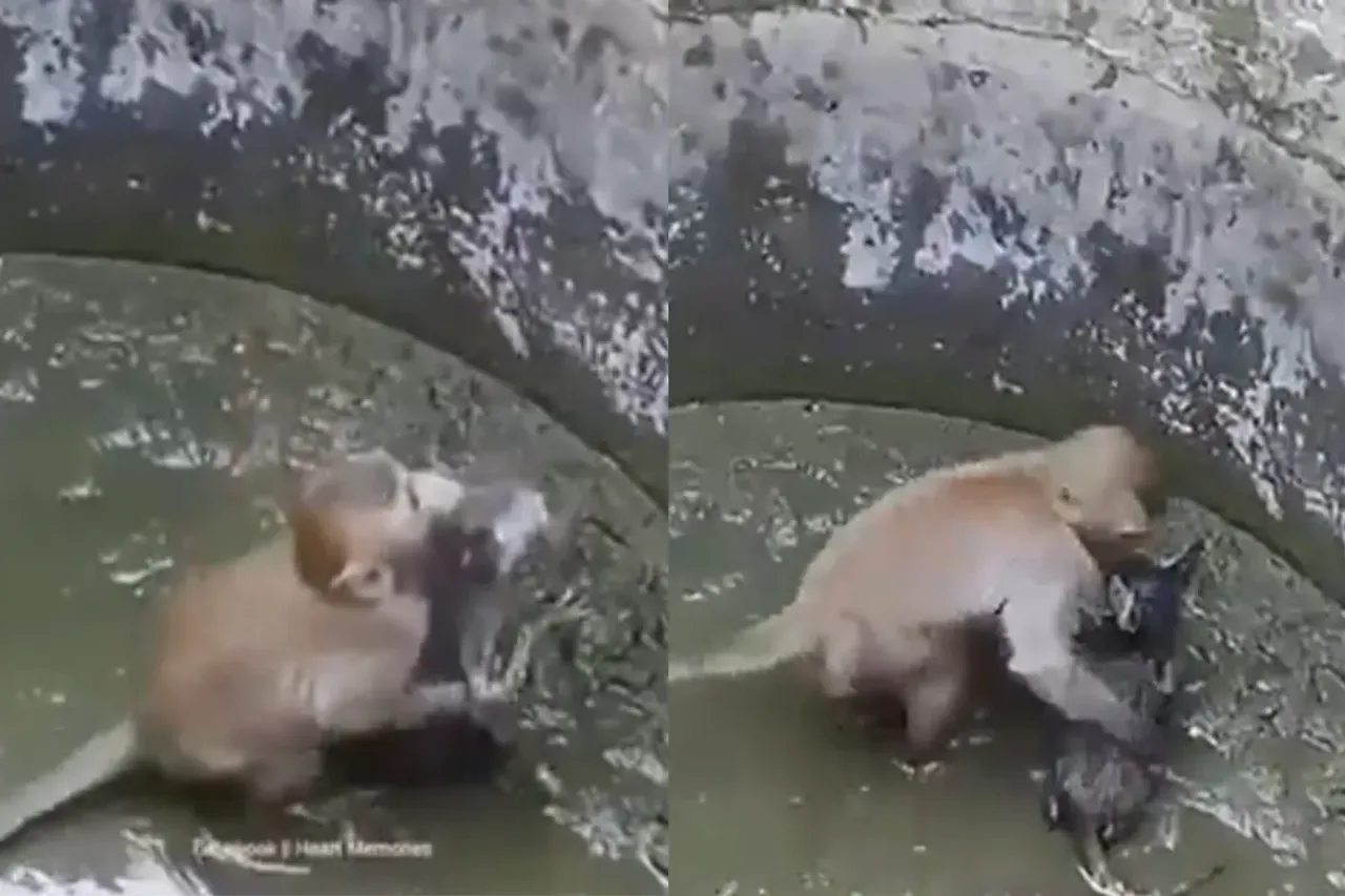 Animal Viral Video