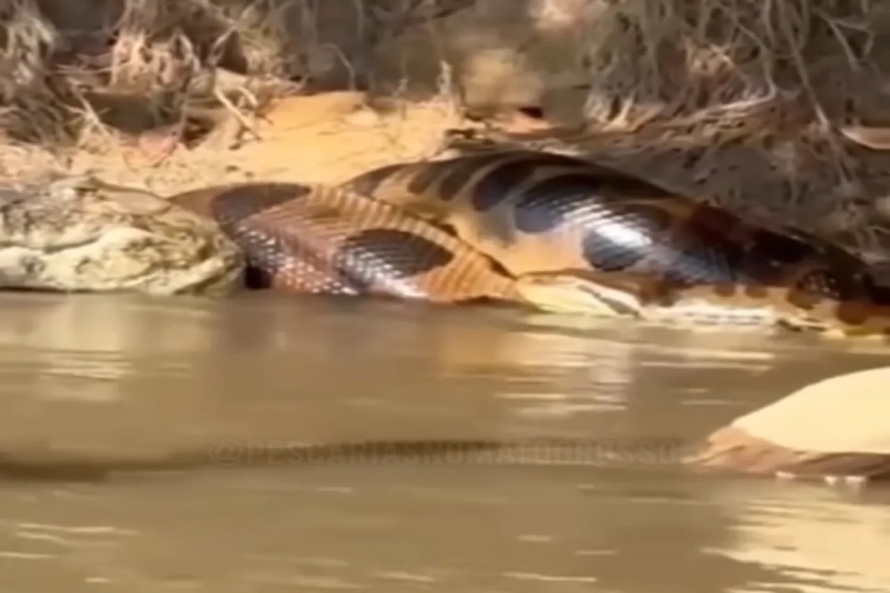 Animal Viral Video