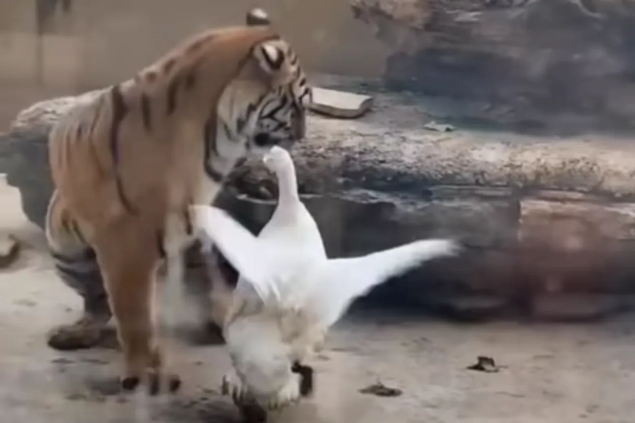 Animal Viral Video