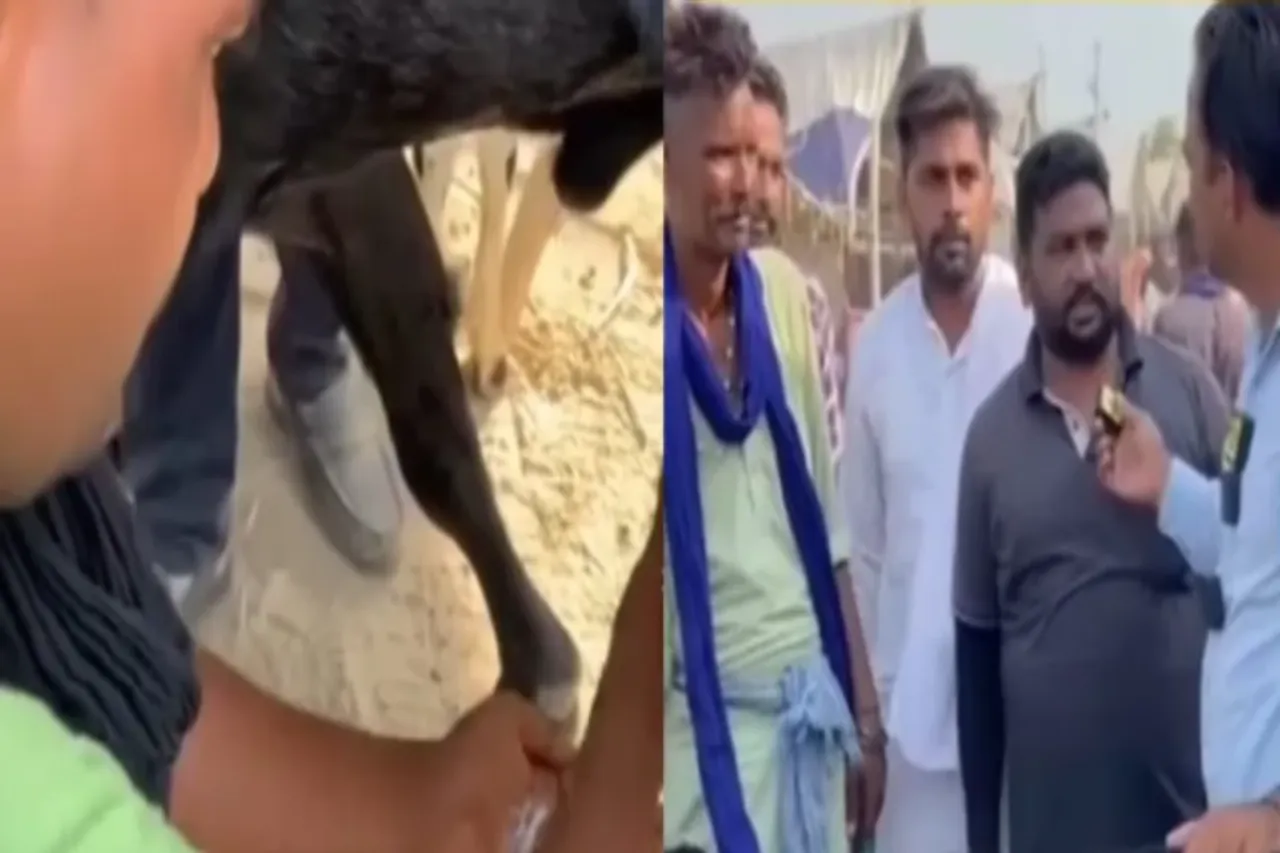 Animal Viral Video