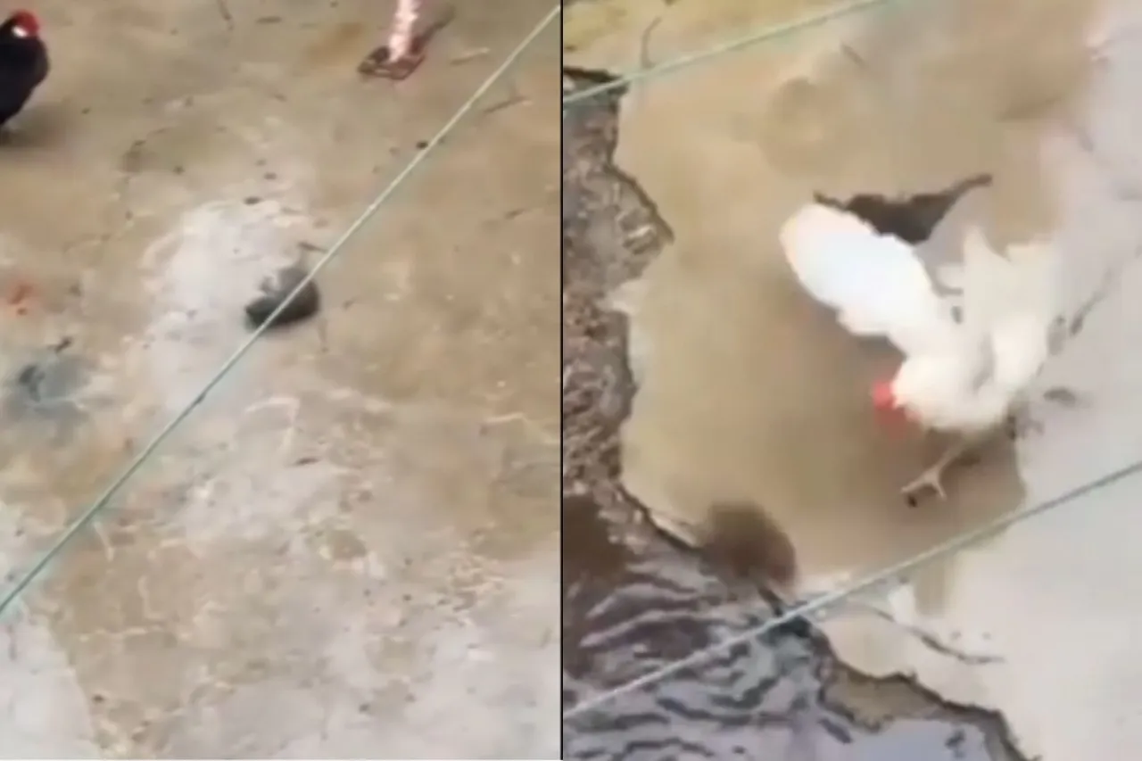 Animal Viral Video