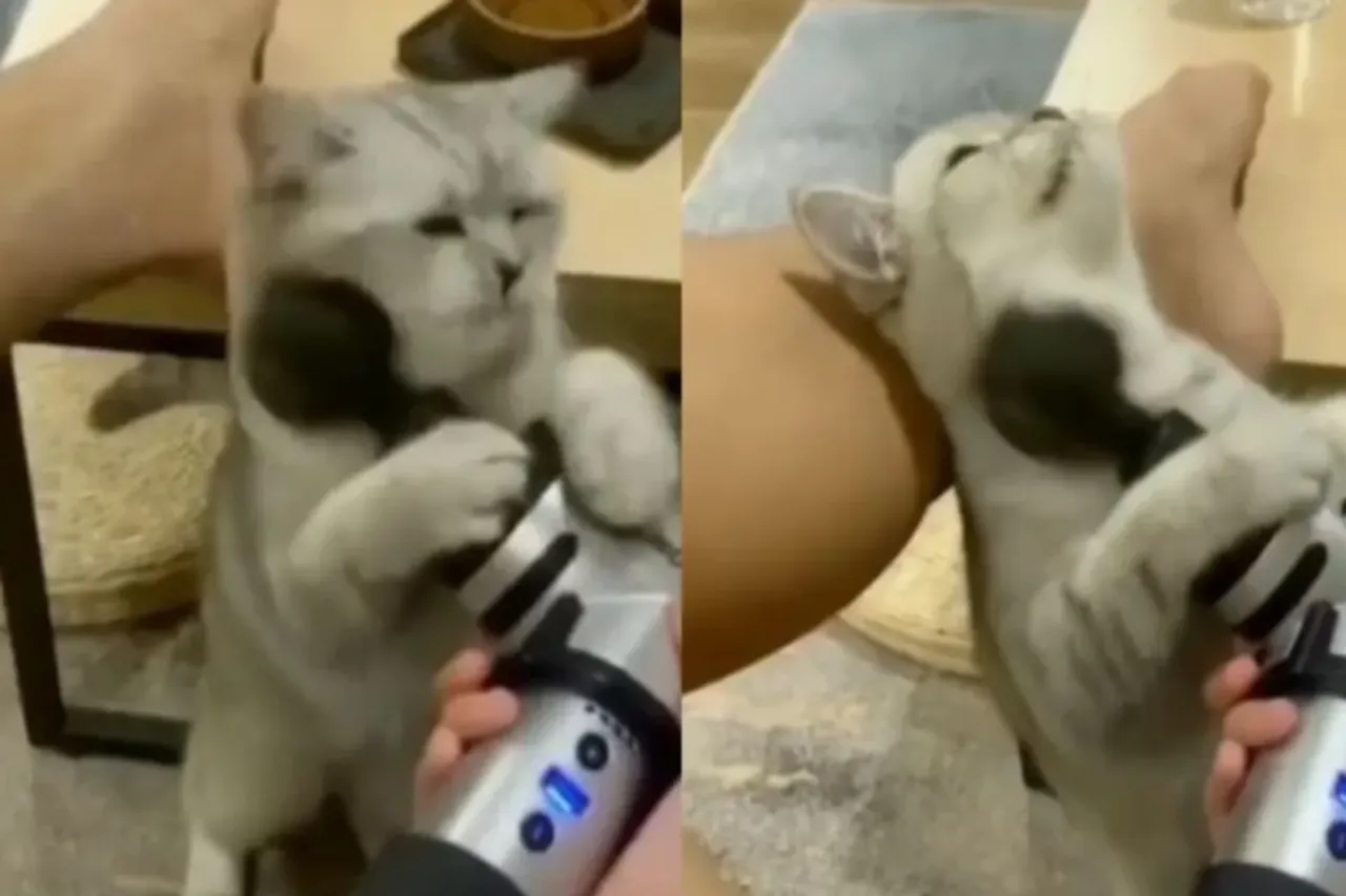 Animal Viral Video