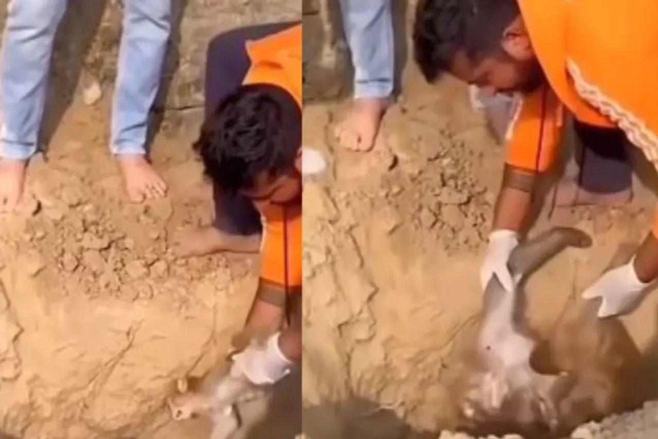 Animal Viral Video