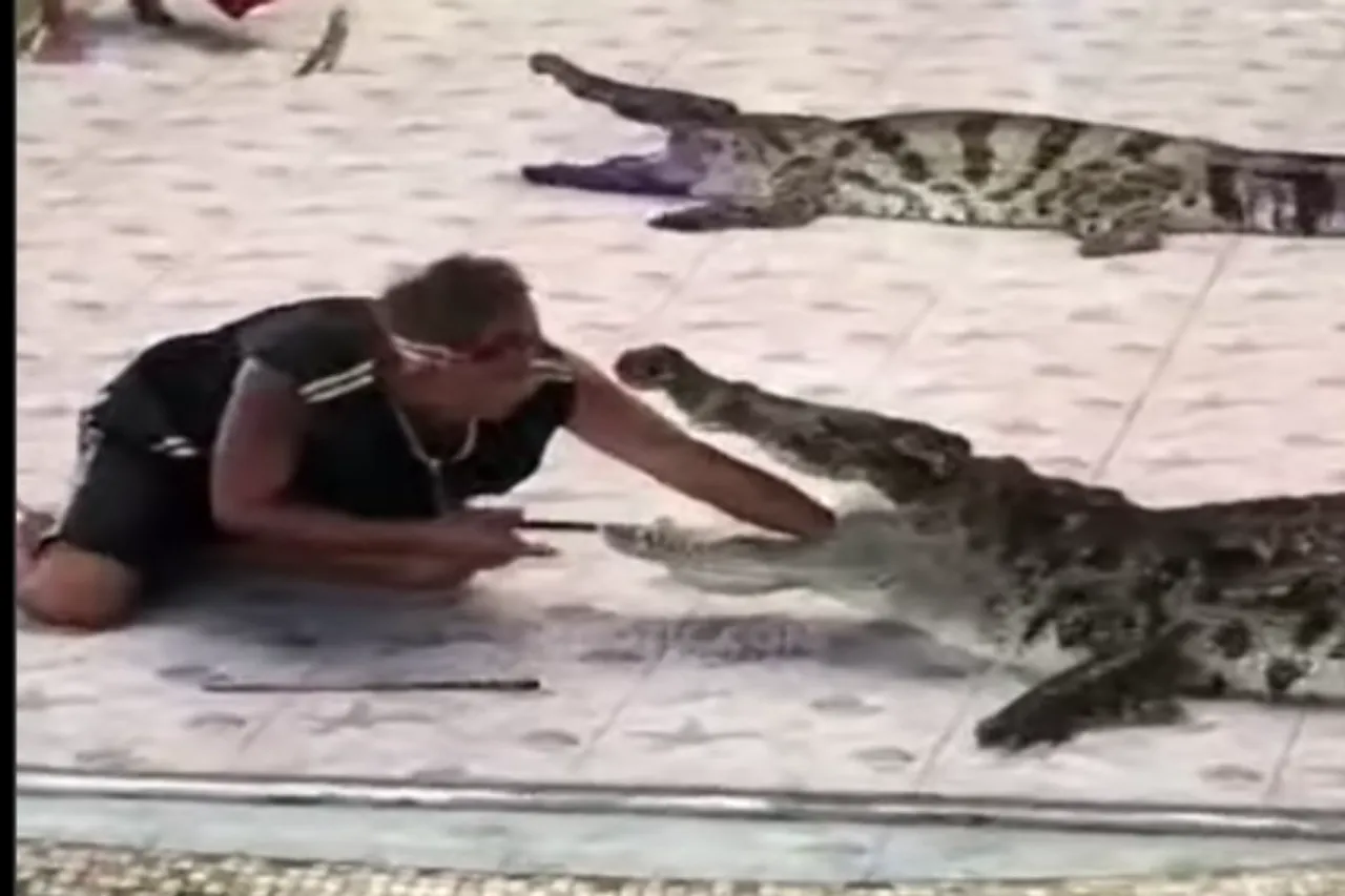 Animal Viral Video