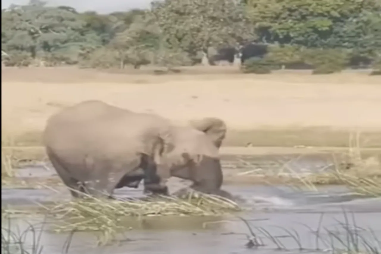Animal Viral Video
