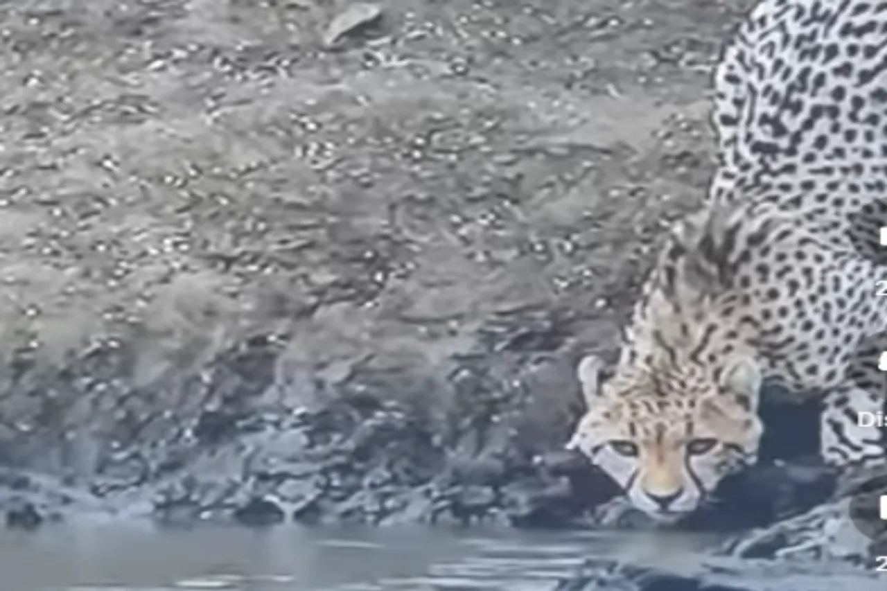 Animal Viral Video