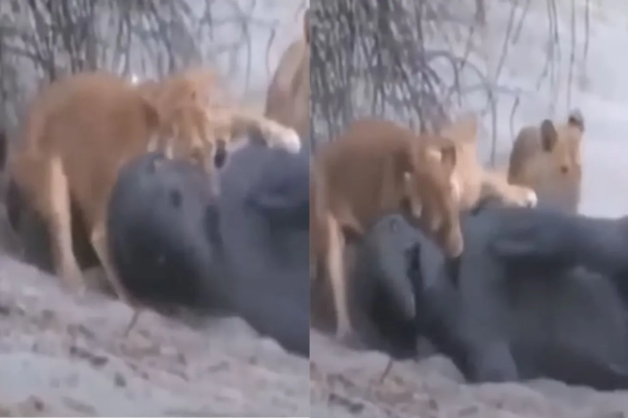 Animal Viral Video
