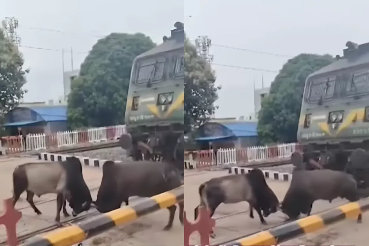 Animal Viral Video