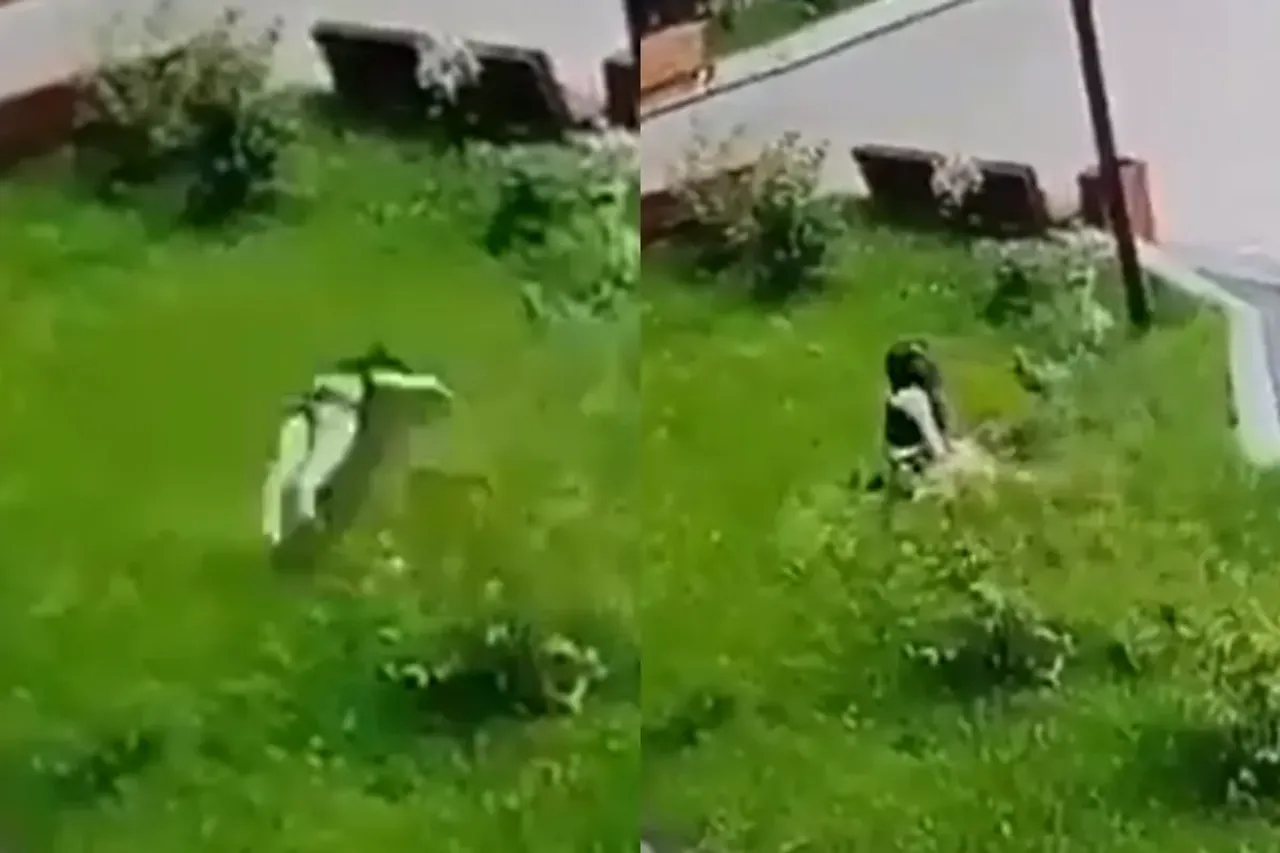 Viral Video