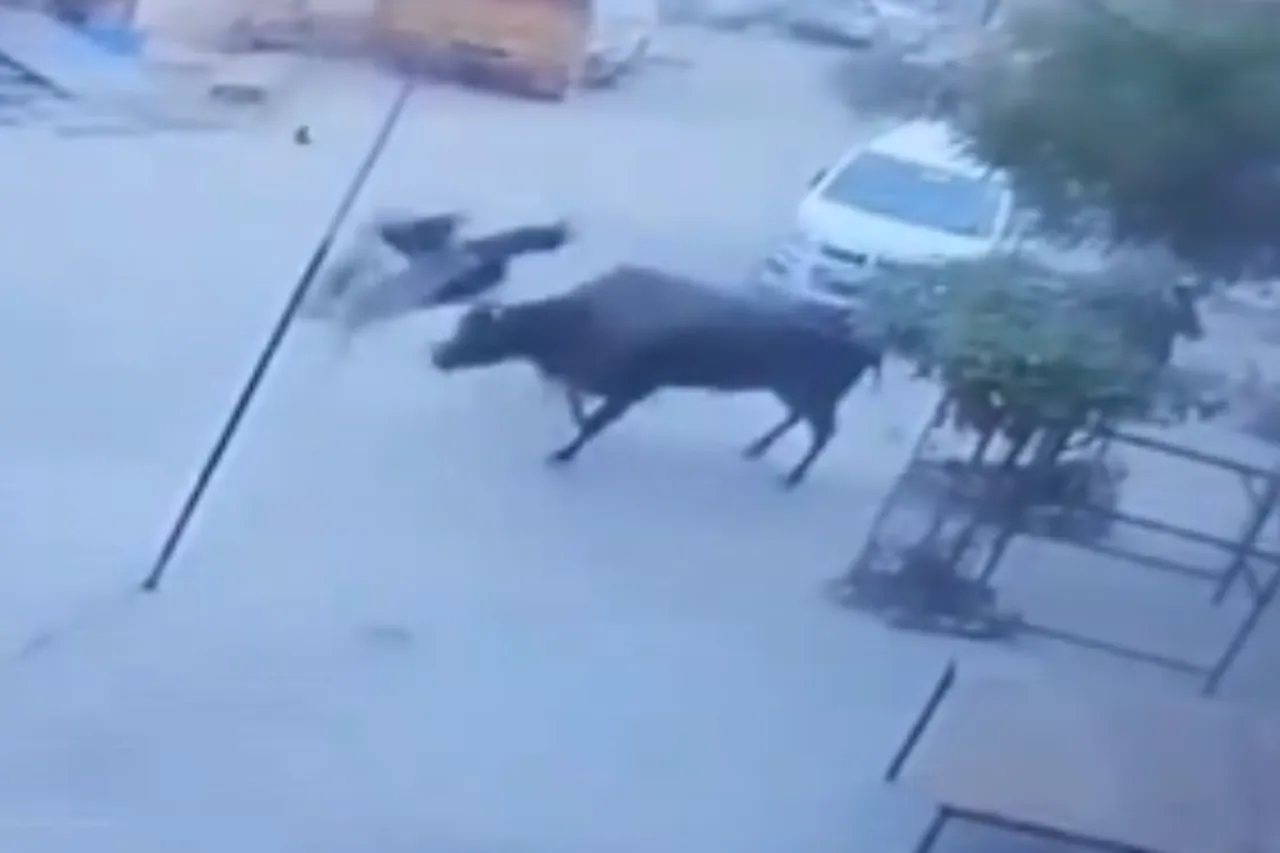Viral Video