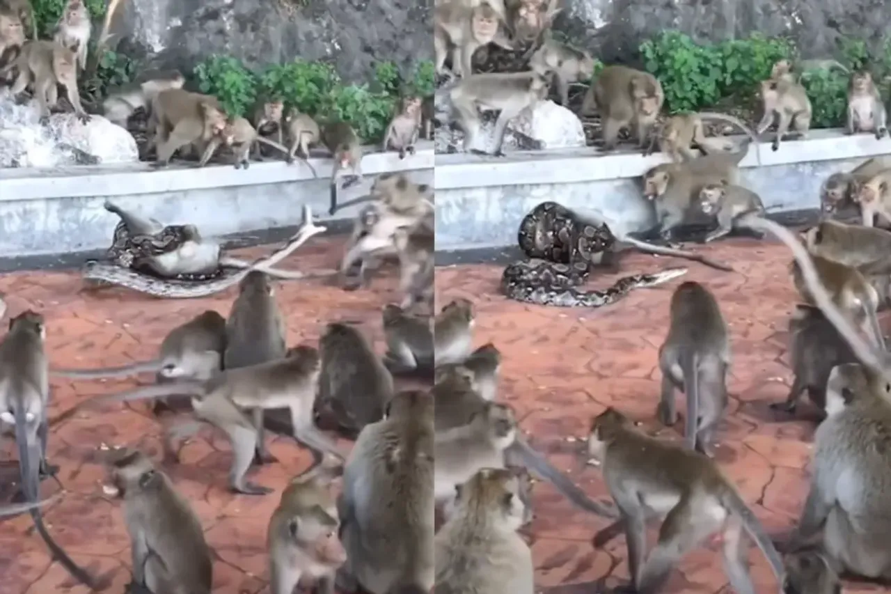 Animal Viral Video