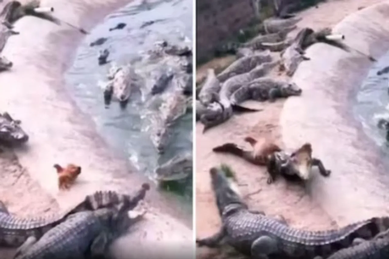 Animal Viral Video