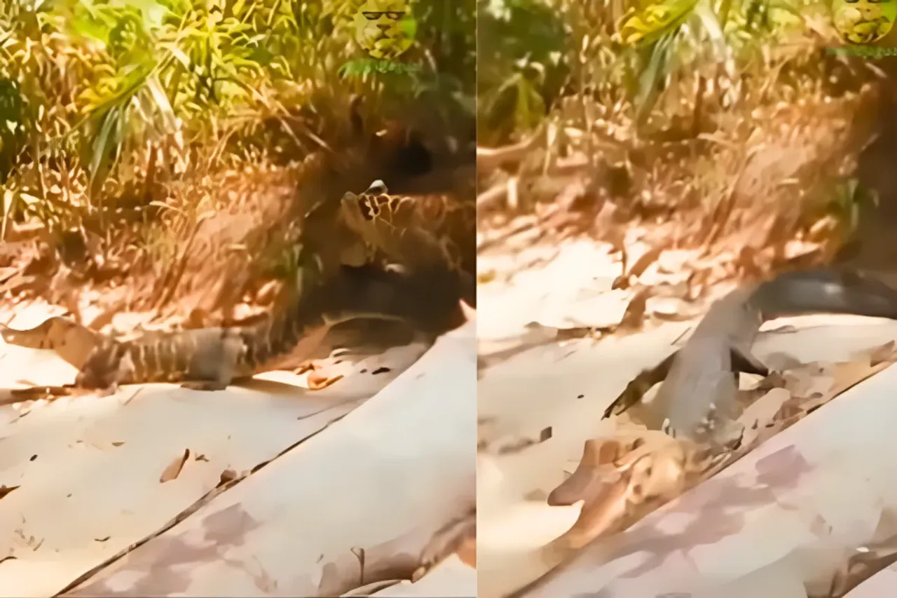 Animal Viral Video