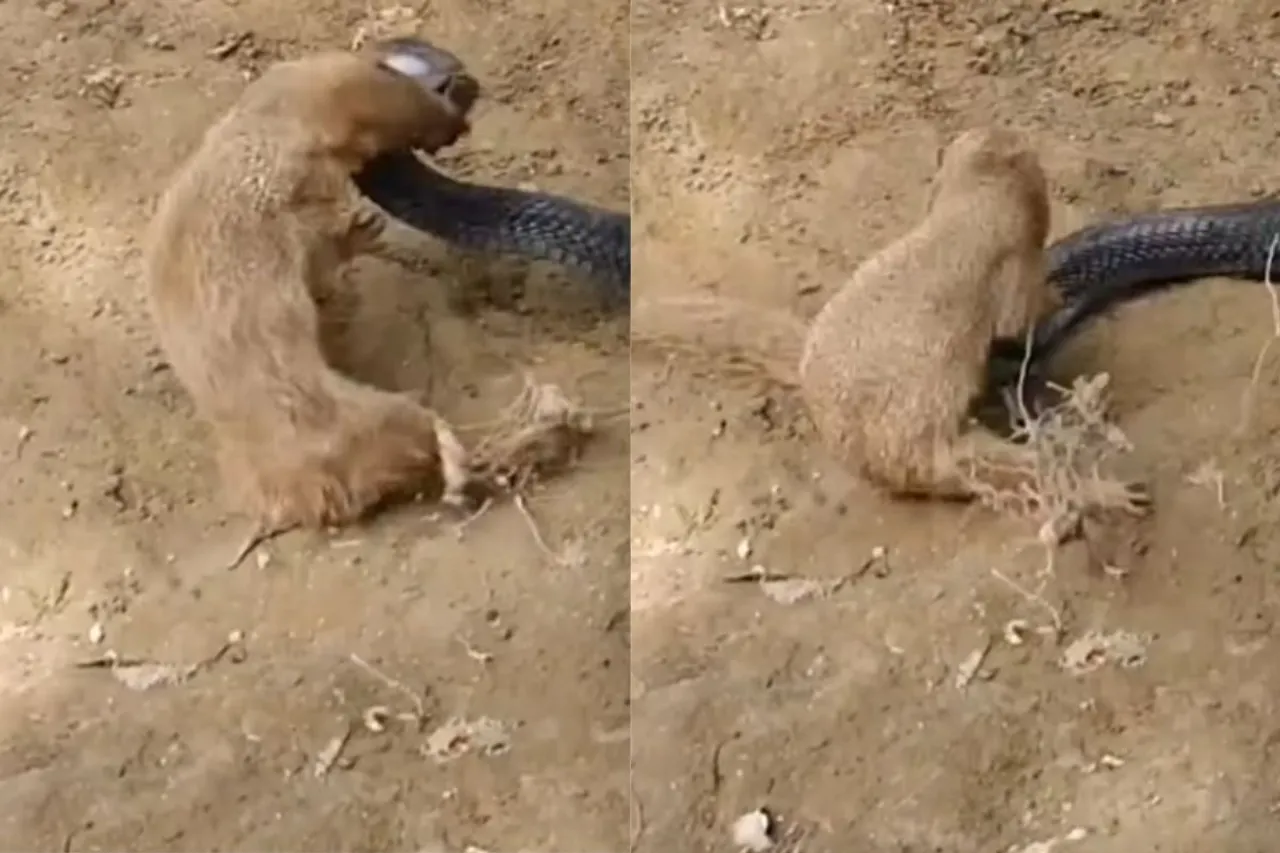 Animal Viral Video