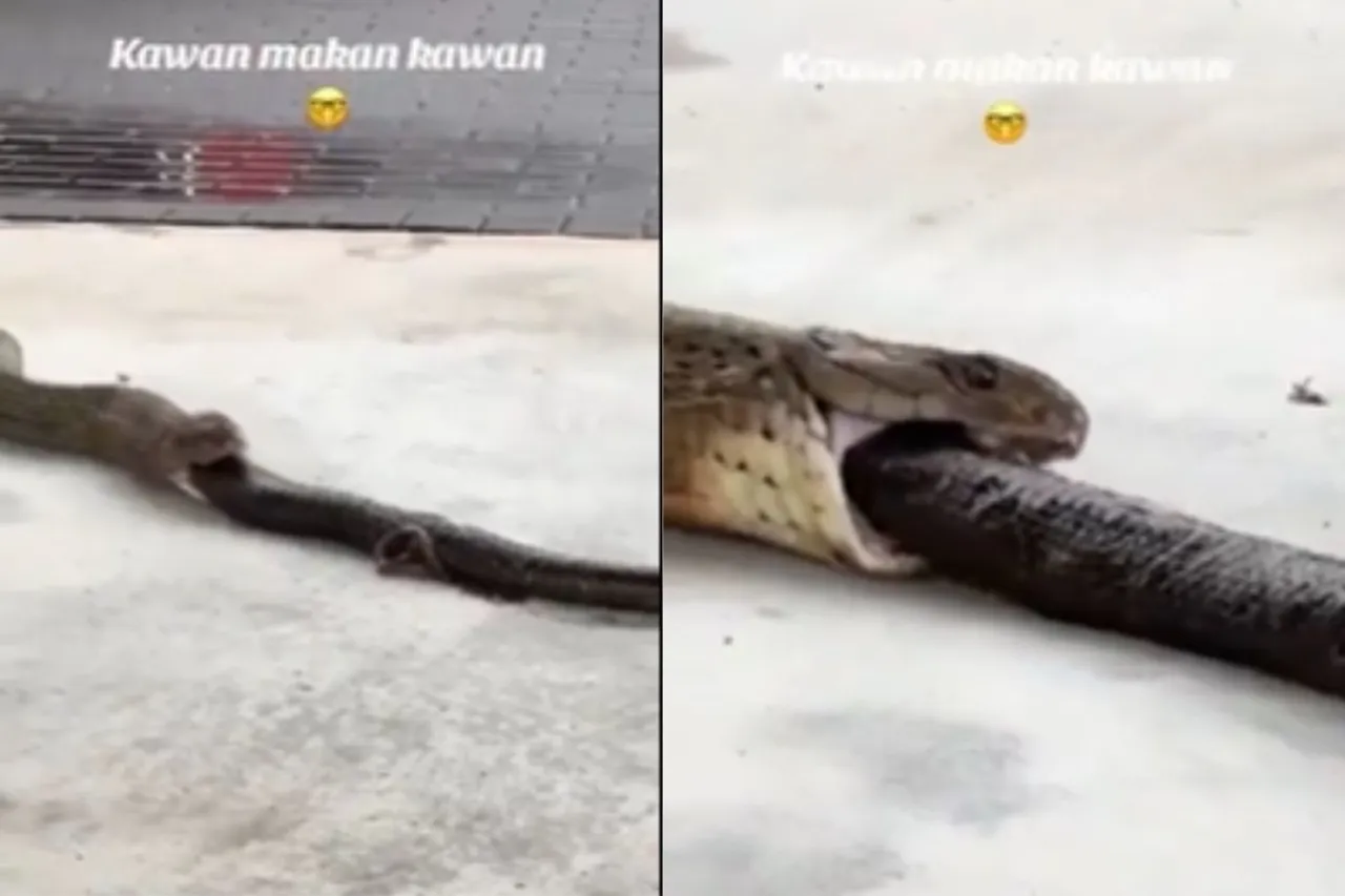 Animal Viral Video