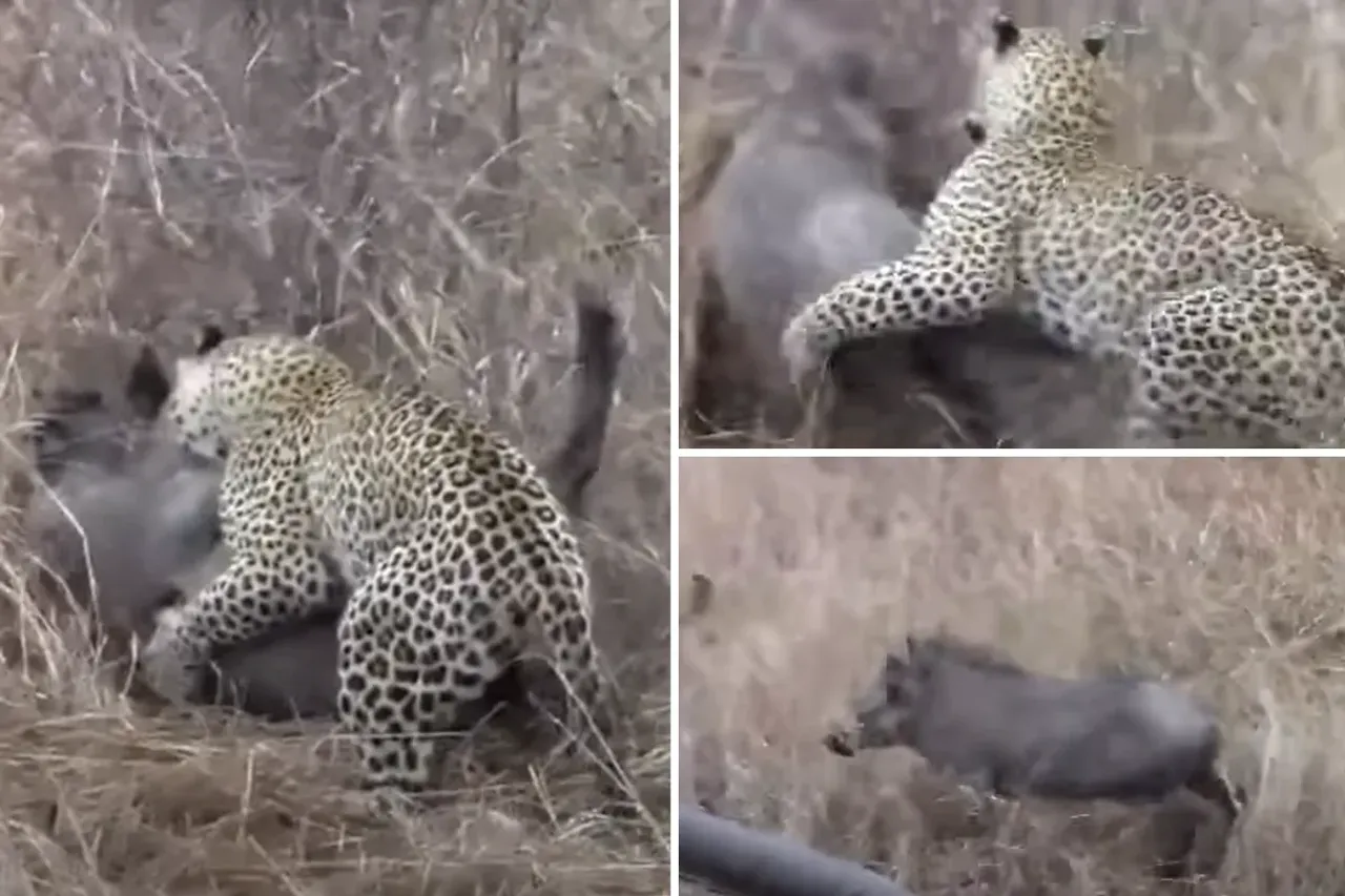 Animal Viral Video