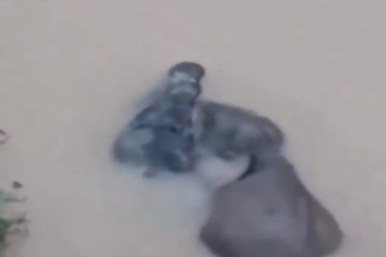 Animal Viral Video