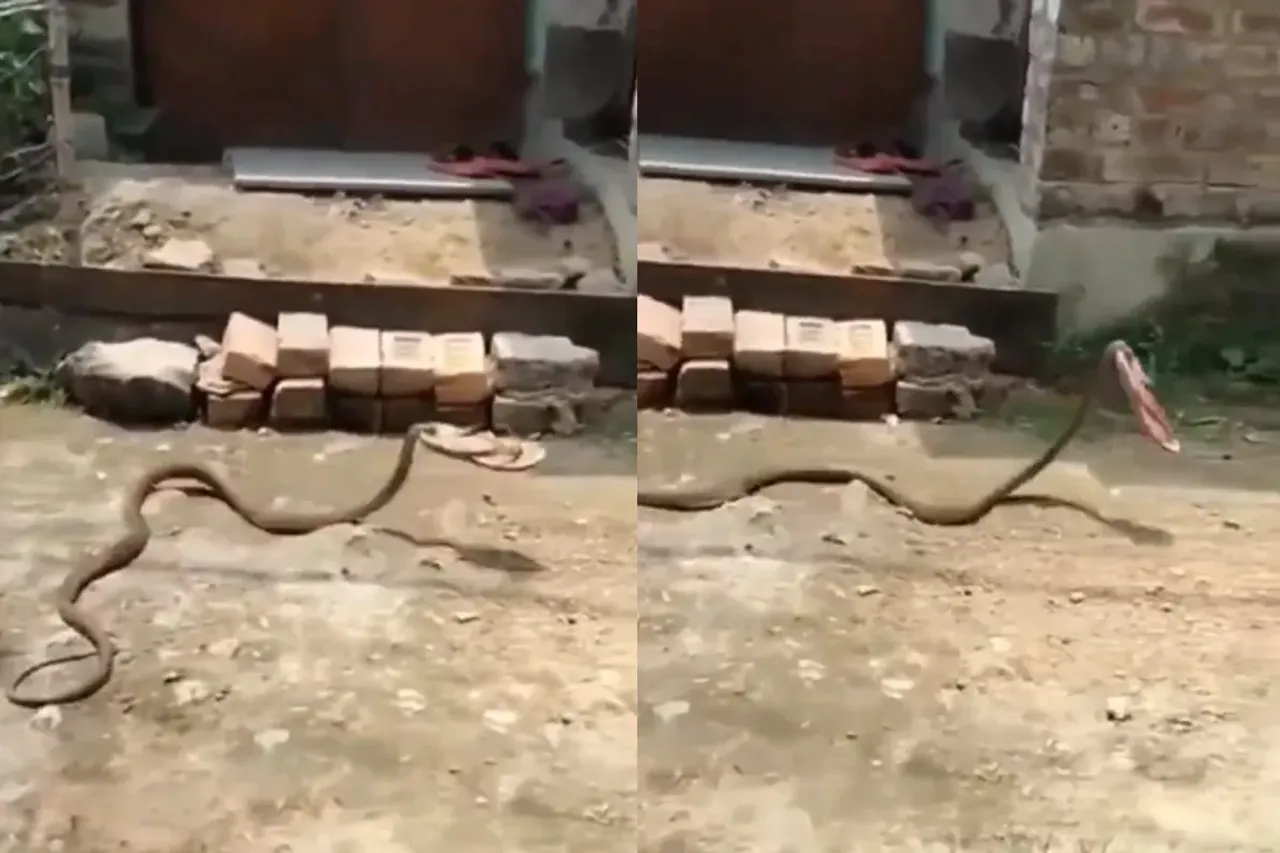 Animal Viral Video