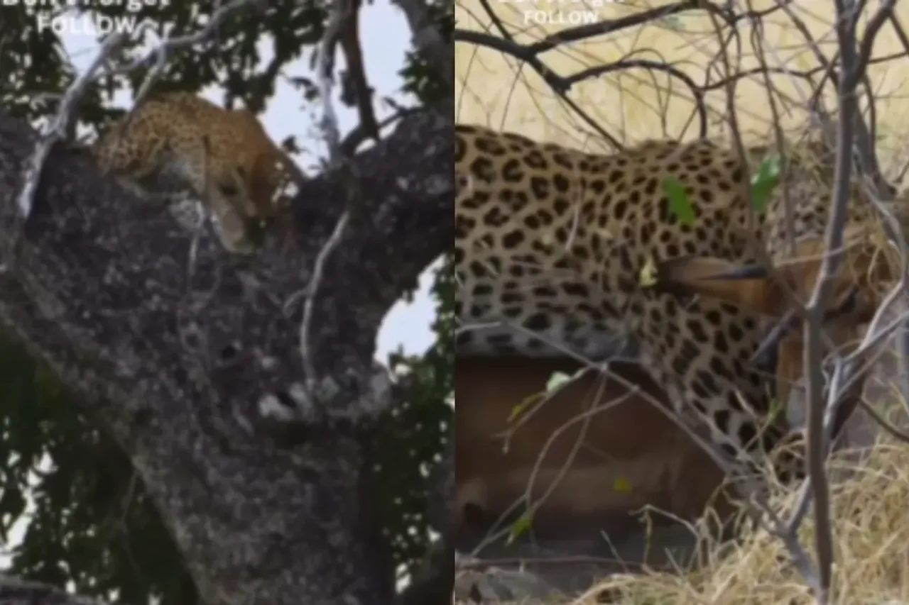 Animal Viral Video