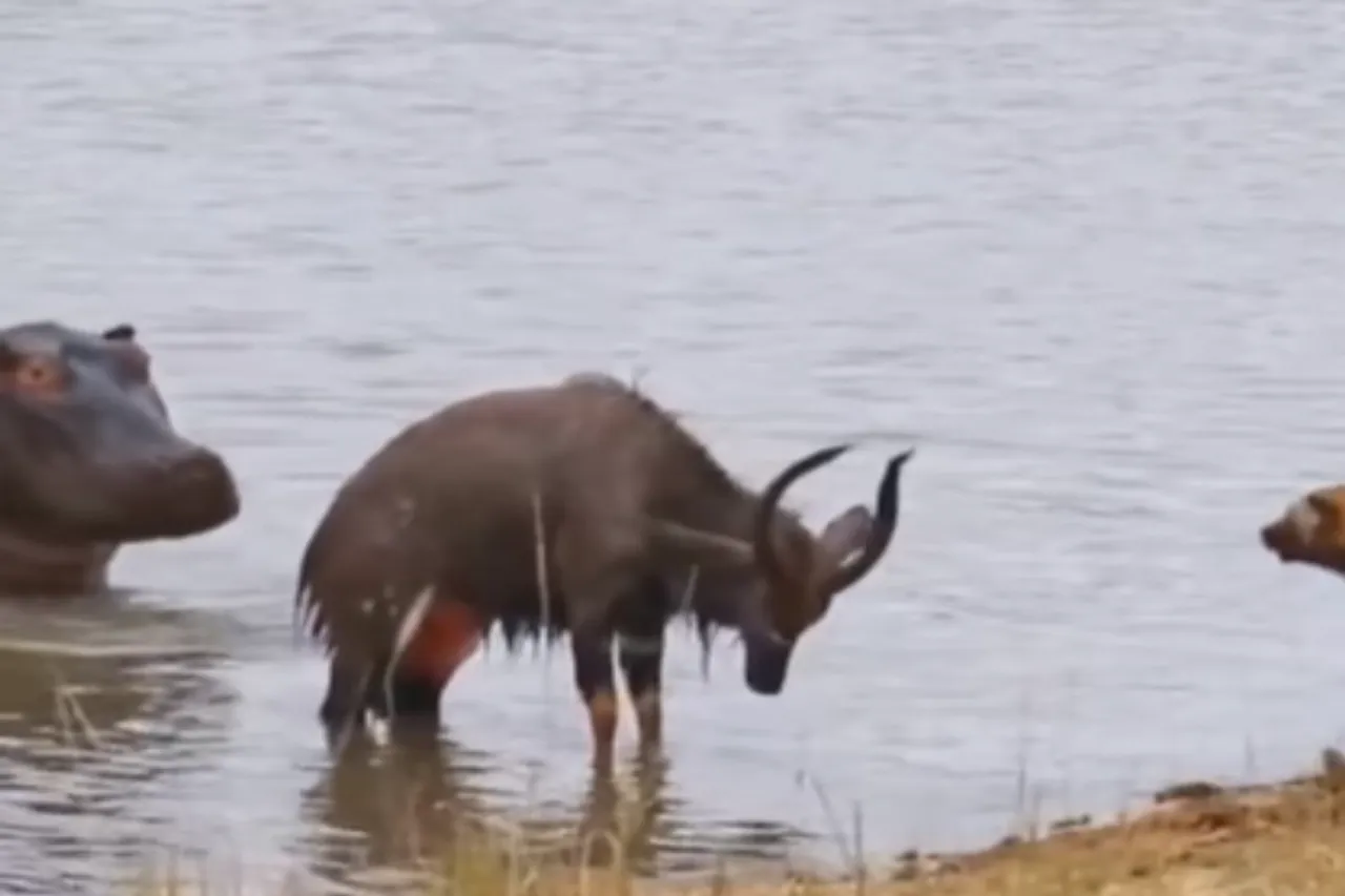 Animal Viral Video