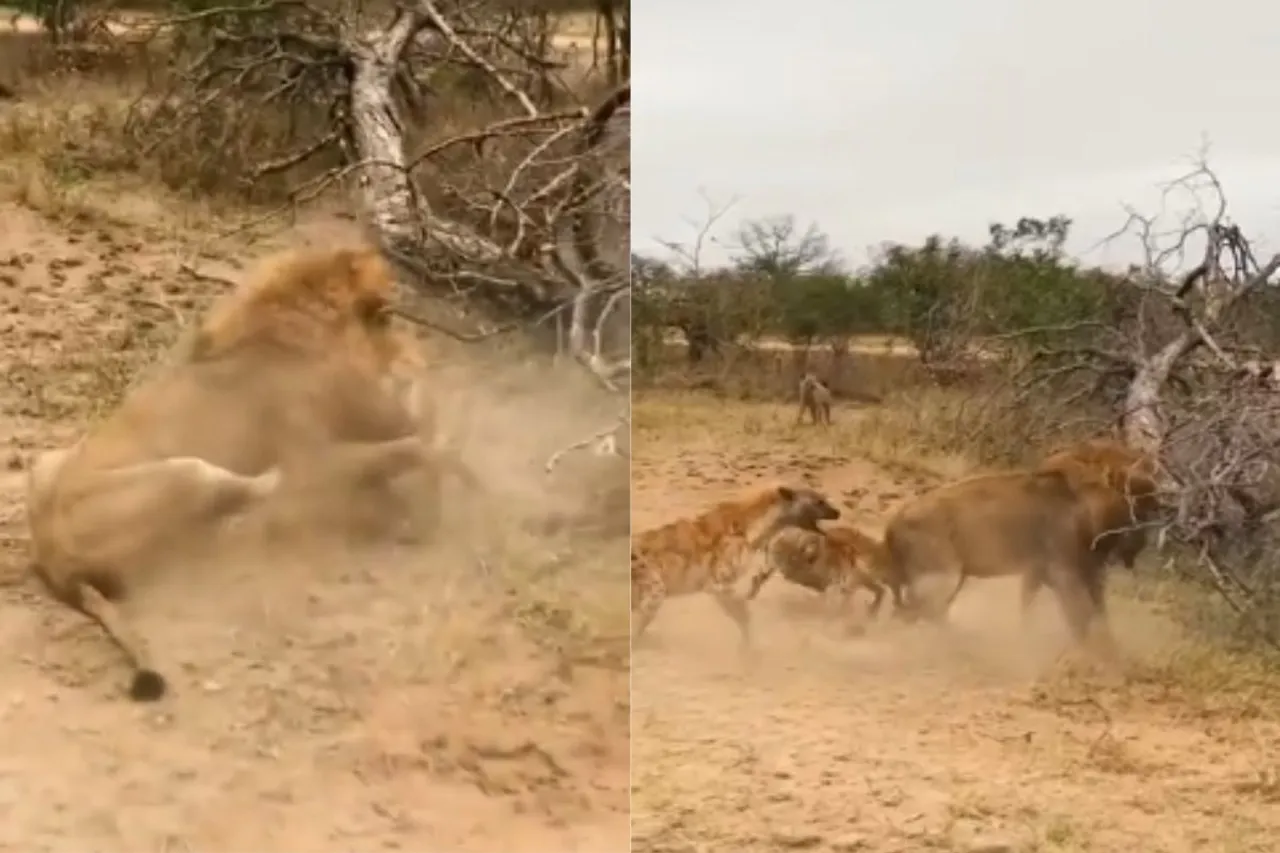 Animal Viral Video