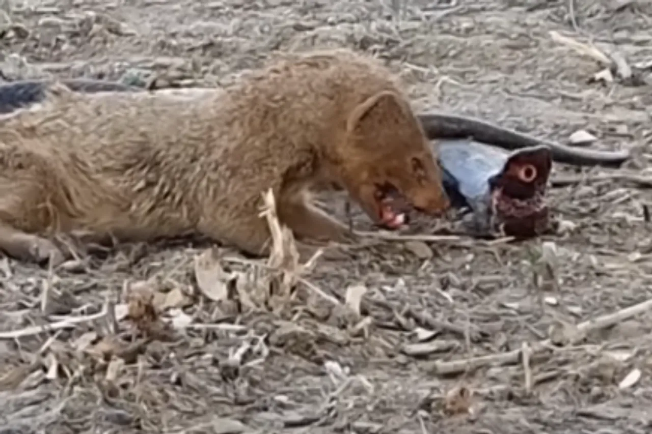 Animal Viral Video