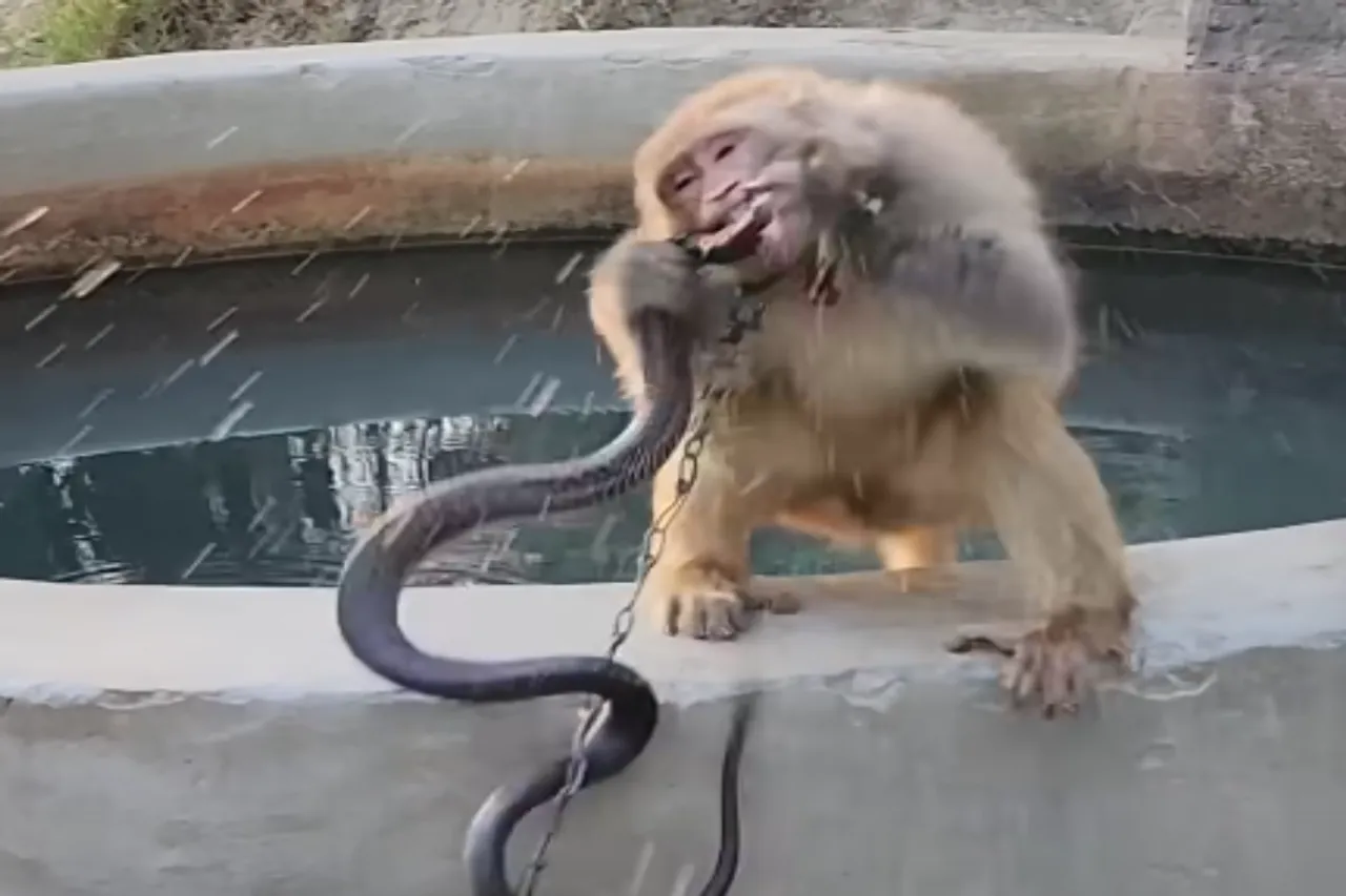 Animal Viral Video