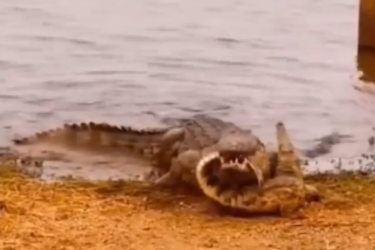 Animal Viral Video