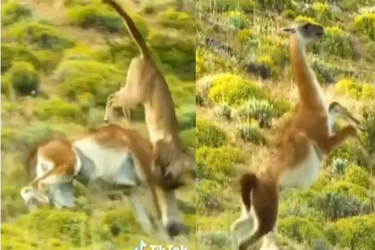 Animal Viral Video