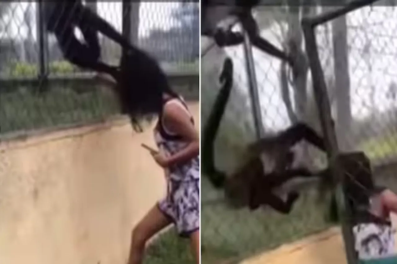 Animal Viral Video