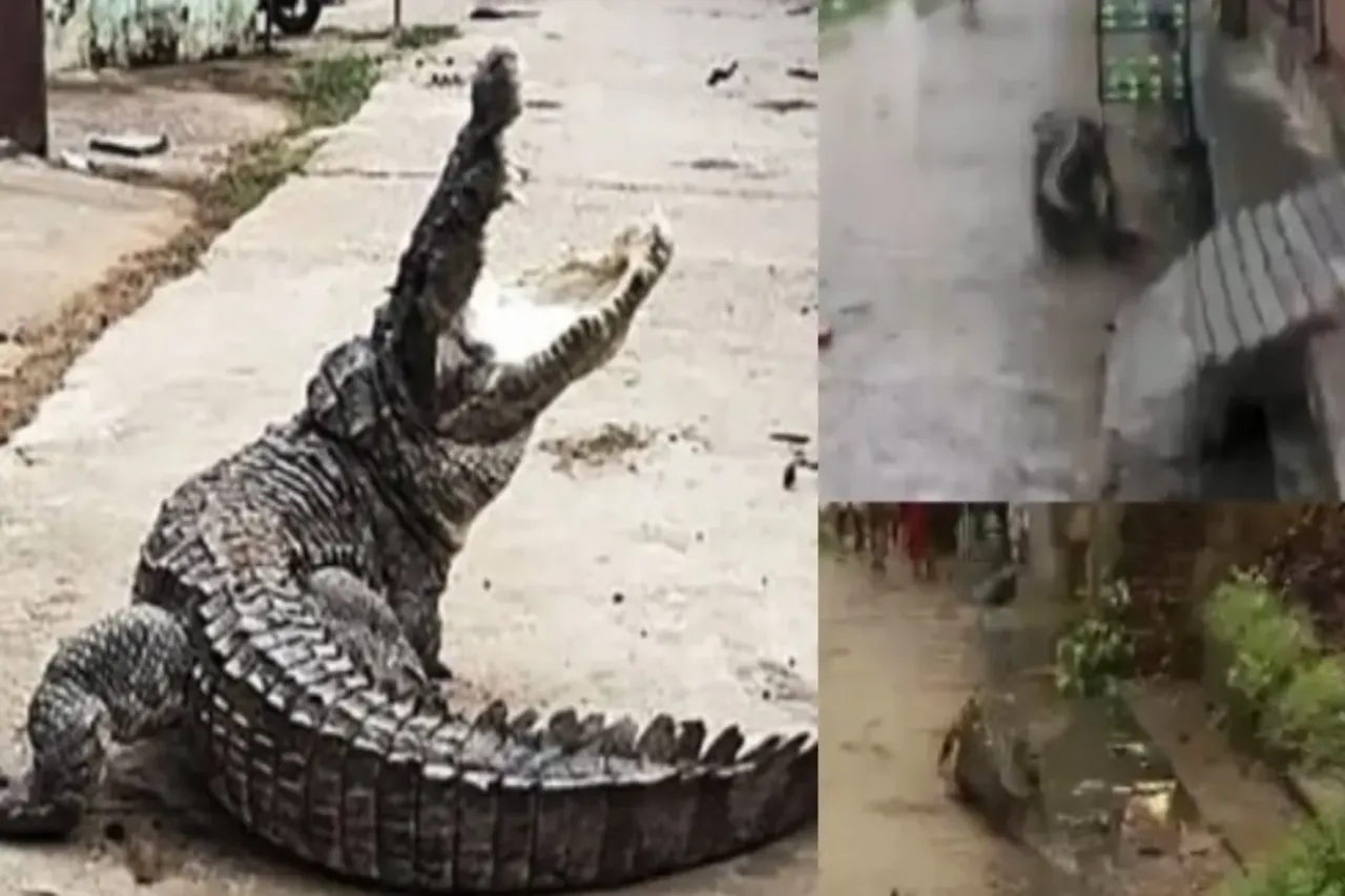 Animal Viral Video