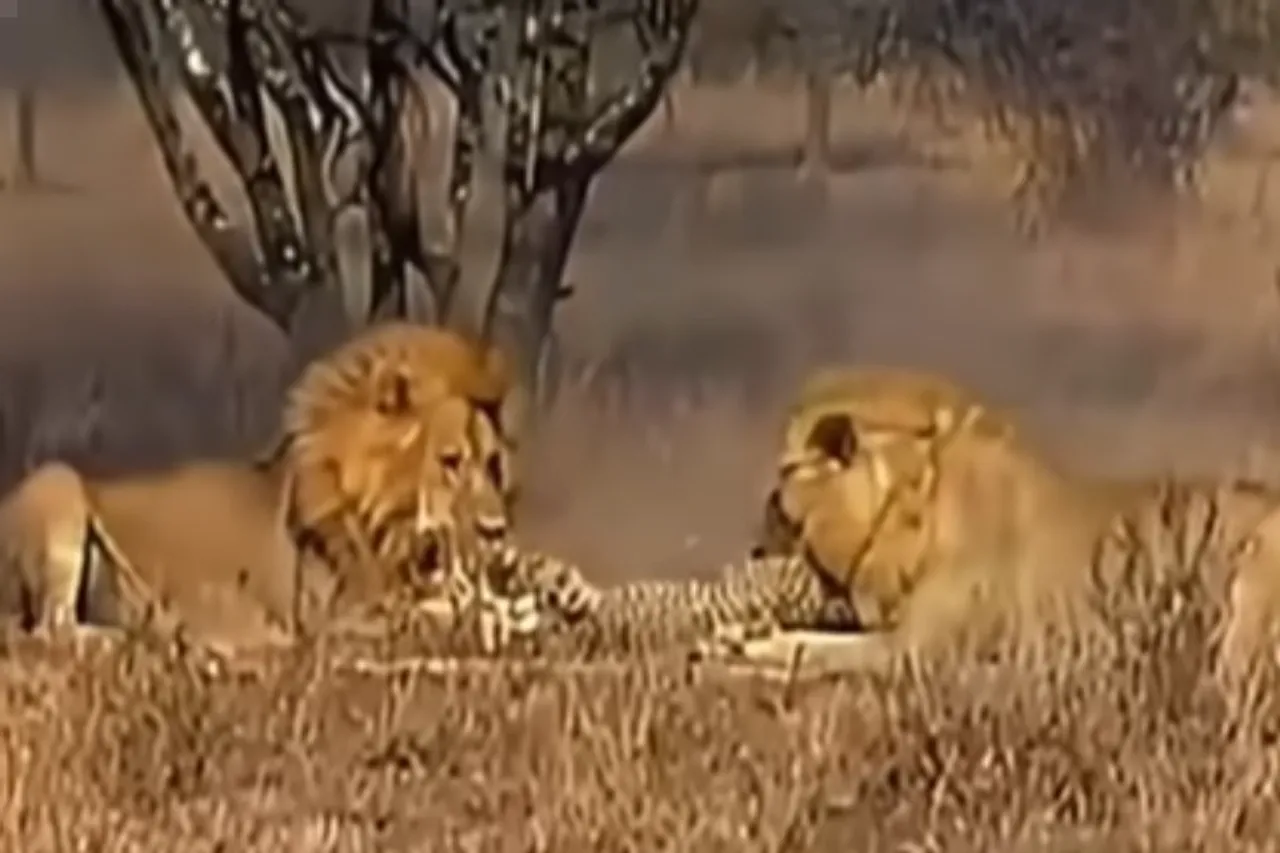 Animal Viral Video