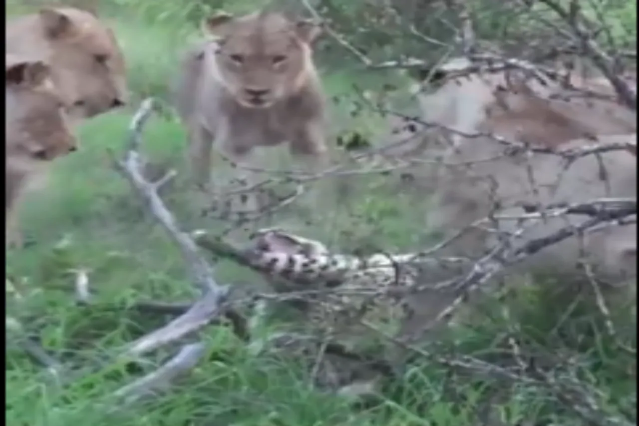 Animal Viral Video