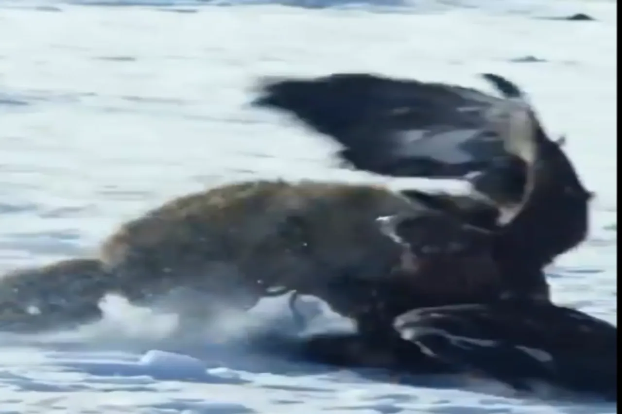 Animal Viral Video