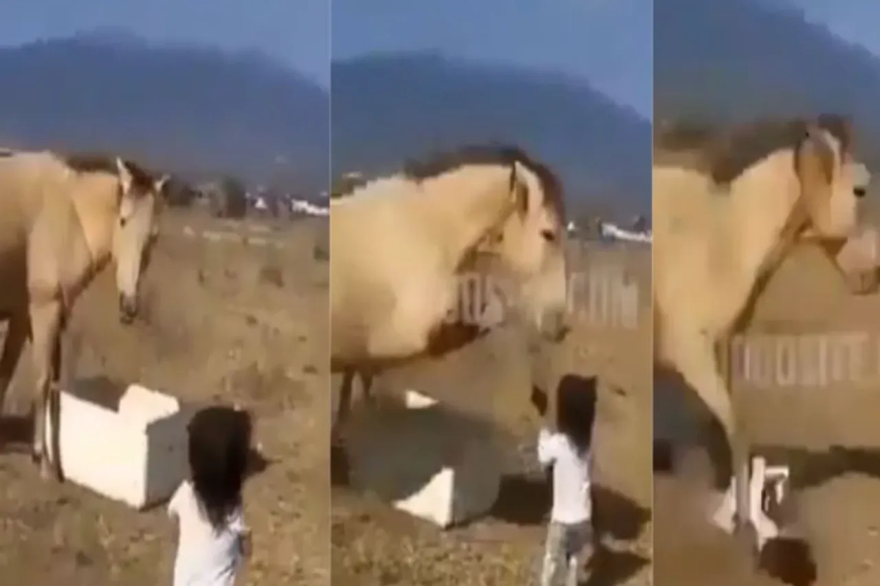 Animal Viral Video