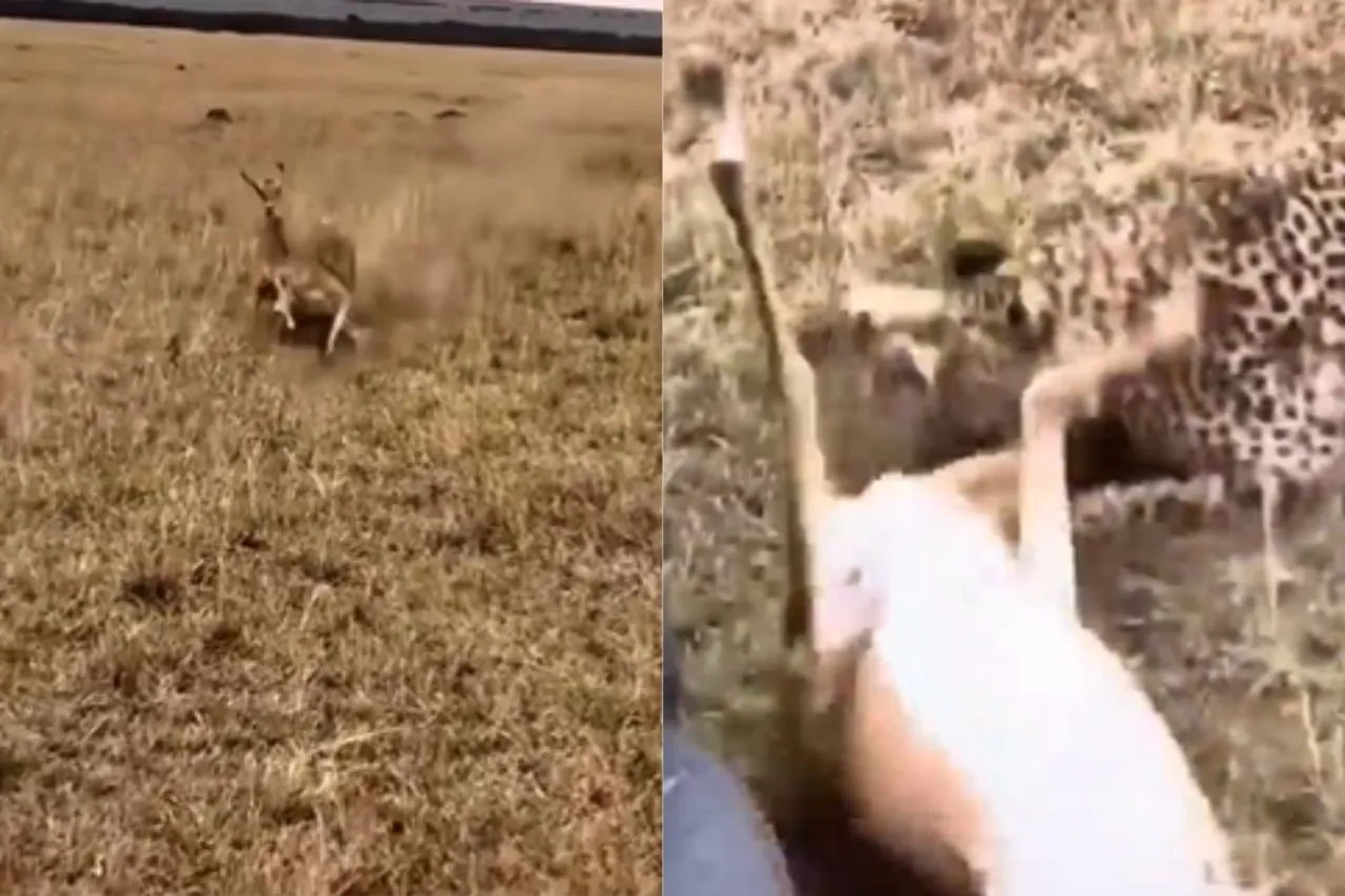 Animal Viral Video