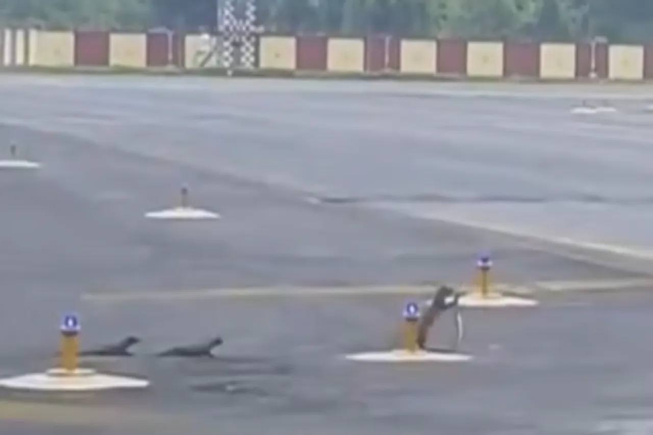 Animal Viral Video