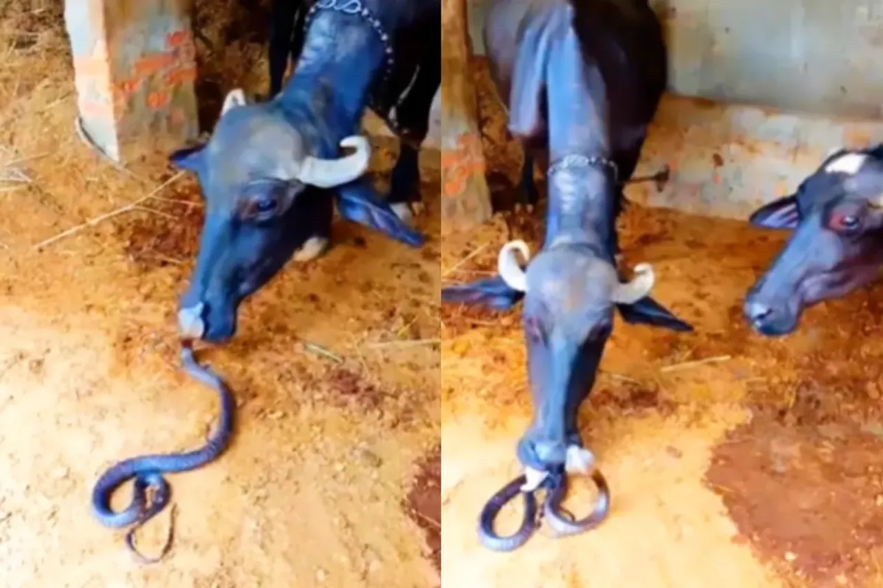Animal Viral Video