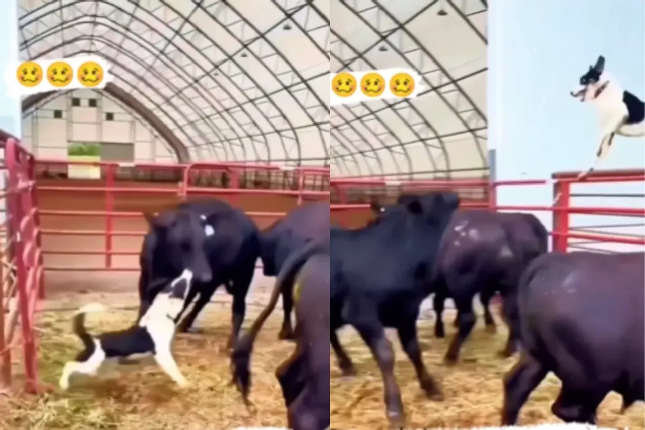 Animal Viral Video