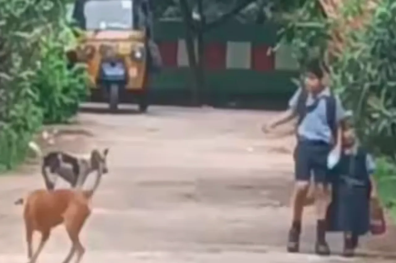 Viral Video