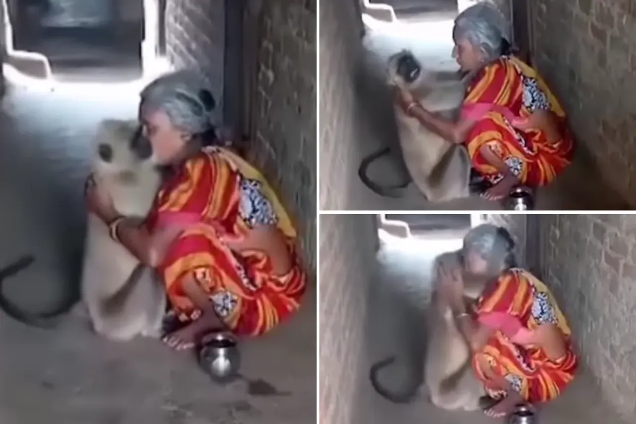 Animal Viral Video