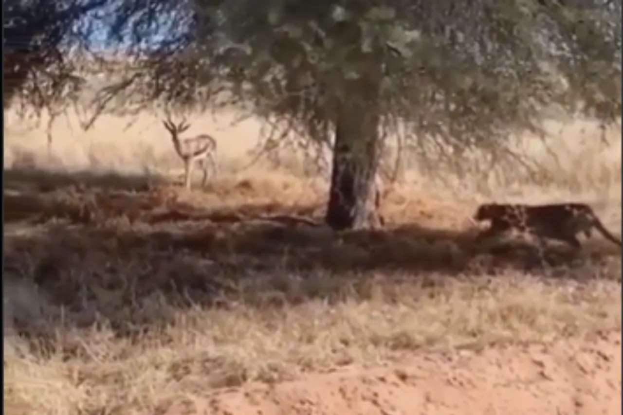 Animal Viral Video